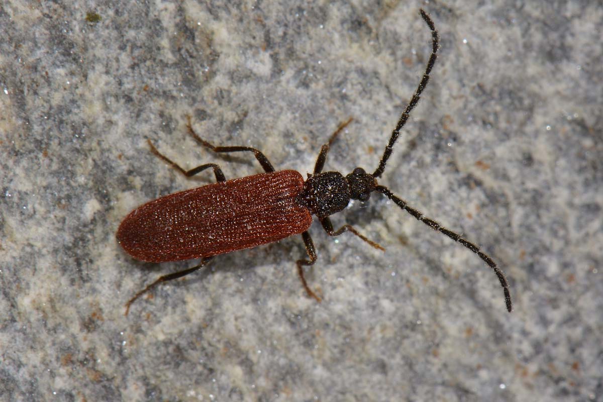 Omalisius taurinensis (cf), Omalisidae